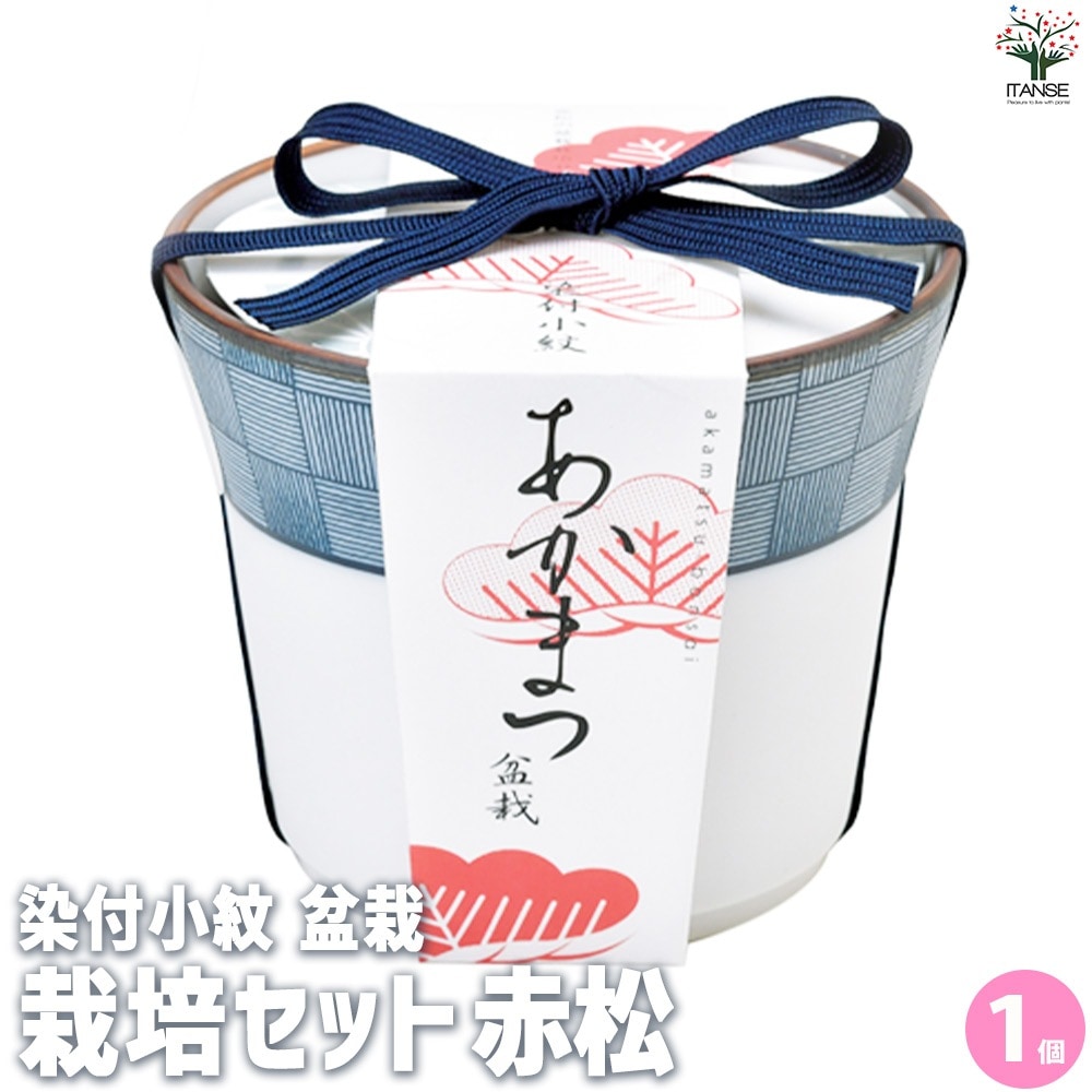 栽培セット 赤松 染付小紋陶器鉢【盆栽／1個売り】