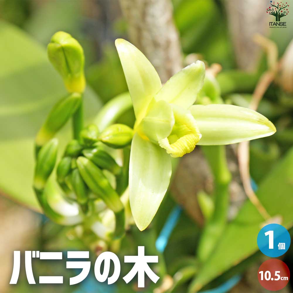 バニラの木