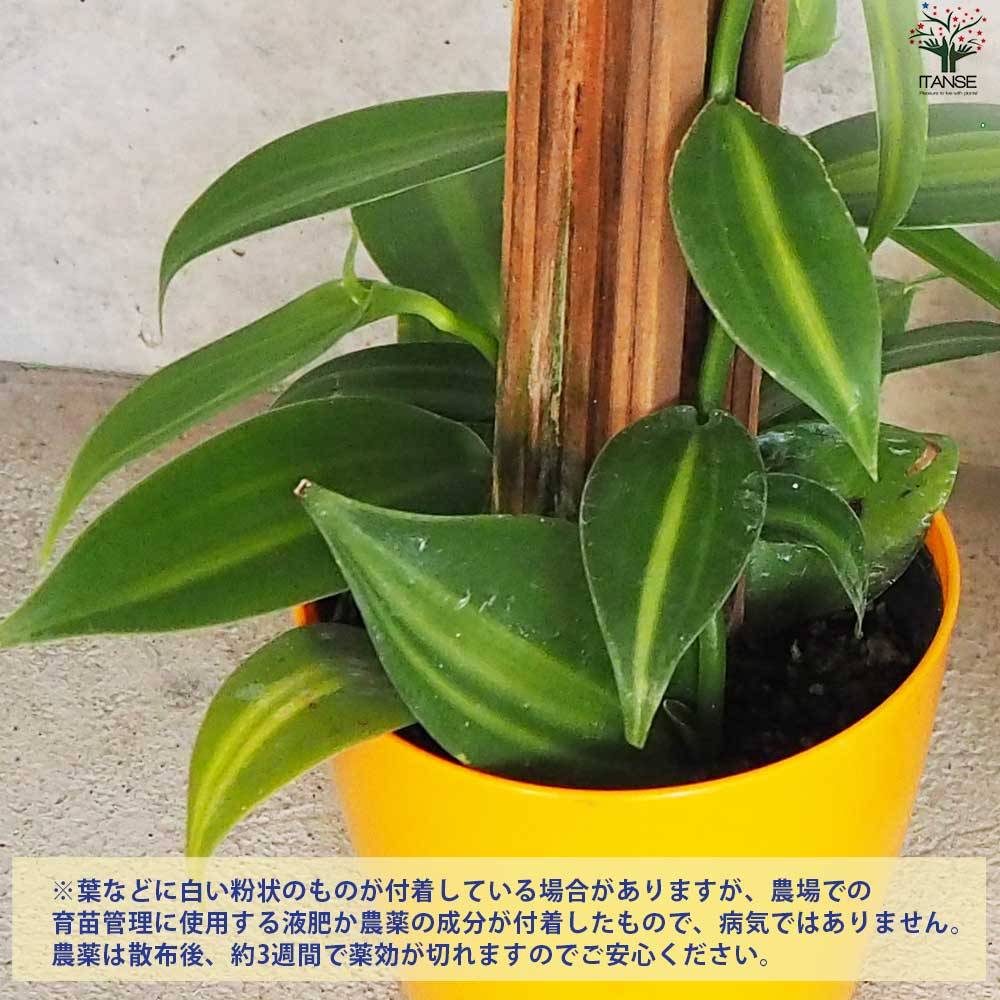 バニラ　斑入り　苗　バニラビーンズ　1 バニラ 斑入り 苗 バニラビーンズ 1 斑入り バニラ 苗 観葉植物 観葉