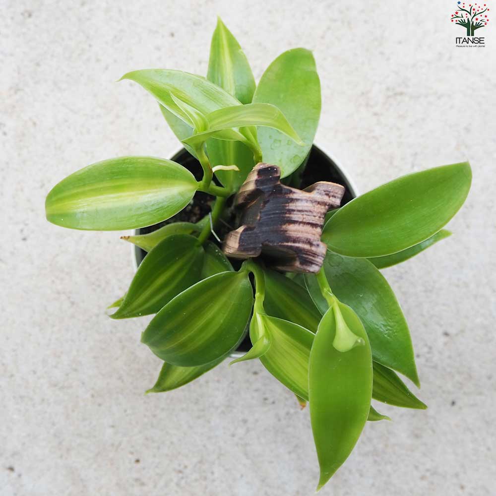 バニラの木【花苗 10.5cmポット／1個売り】｜ 【植物のITANSE