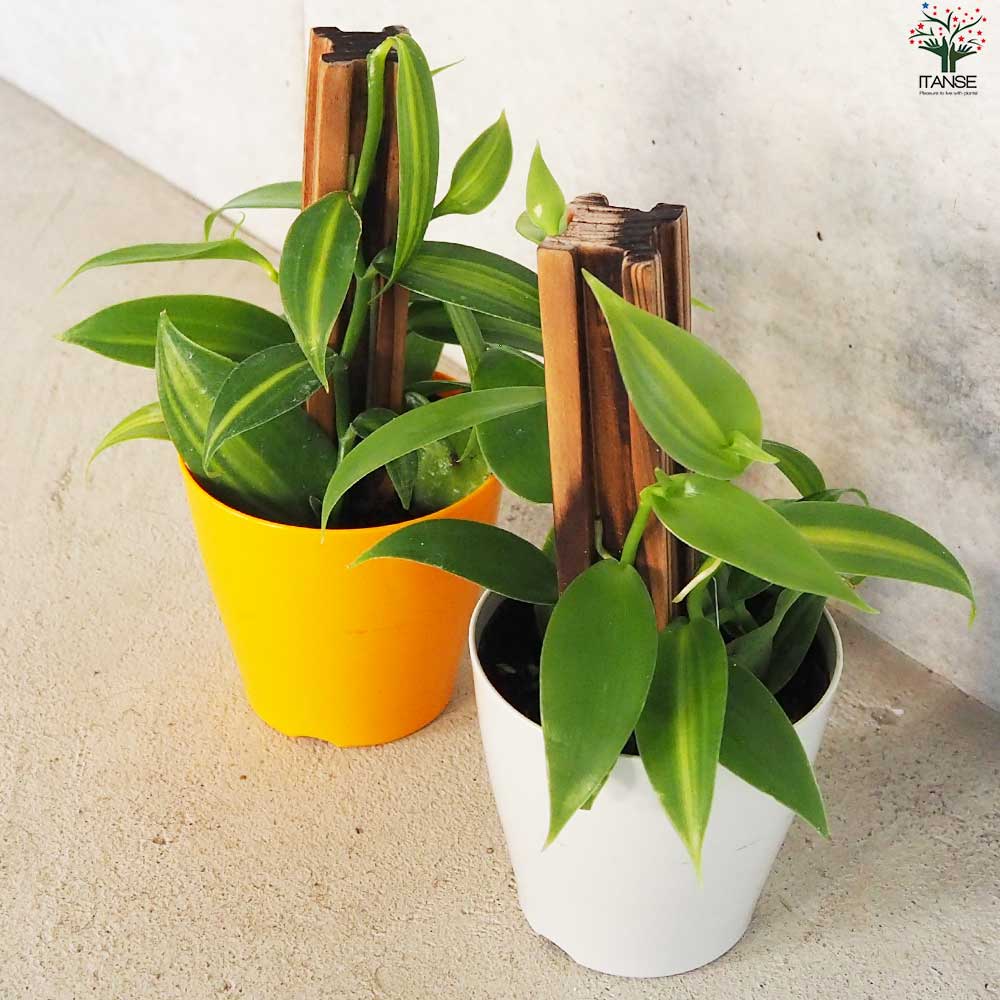 バニラの木【花苗 10.5cmポット／1個売り】｜ 【植物のITANSE