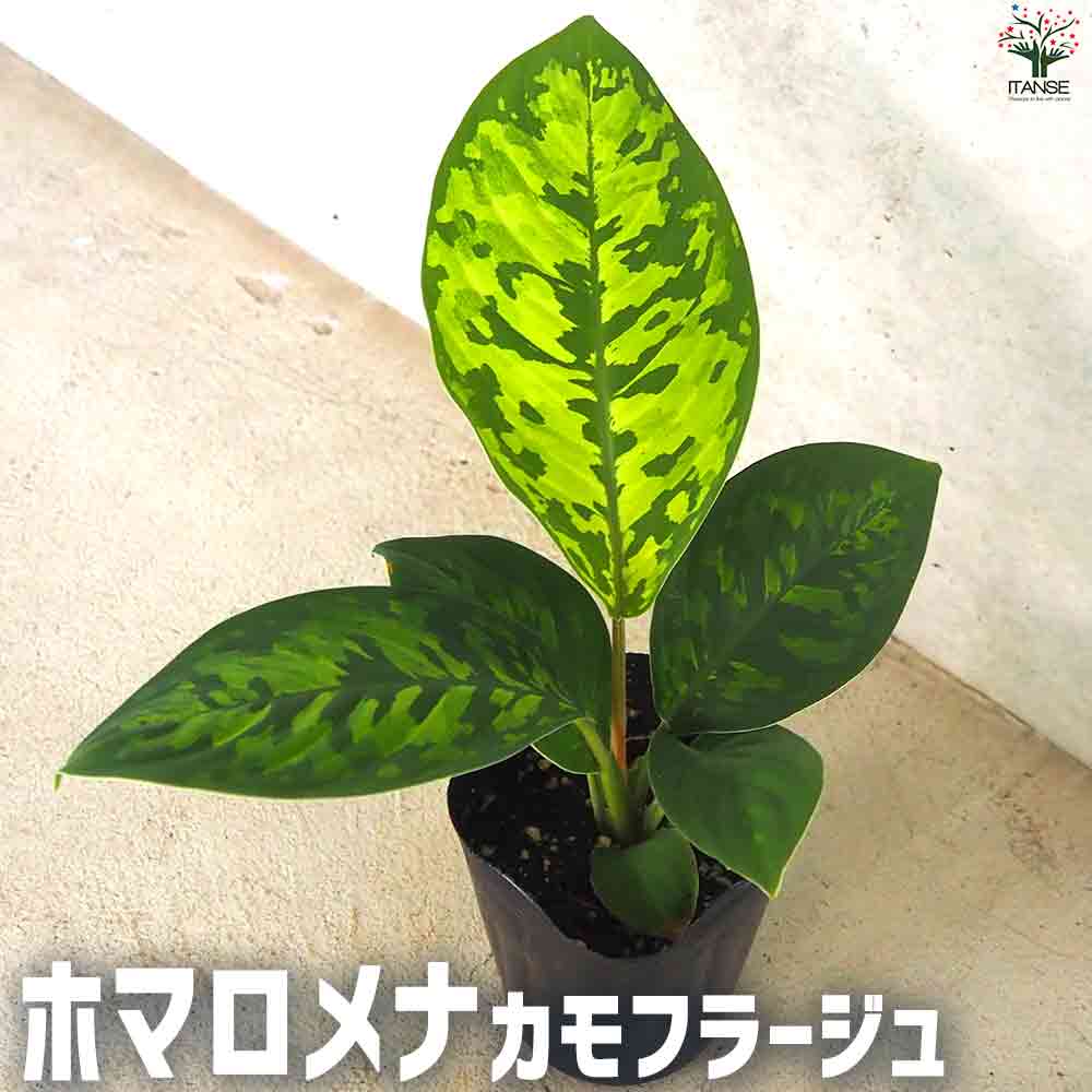 ホマロメナ カモフラージュ 【観葉植物 3号ポット】