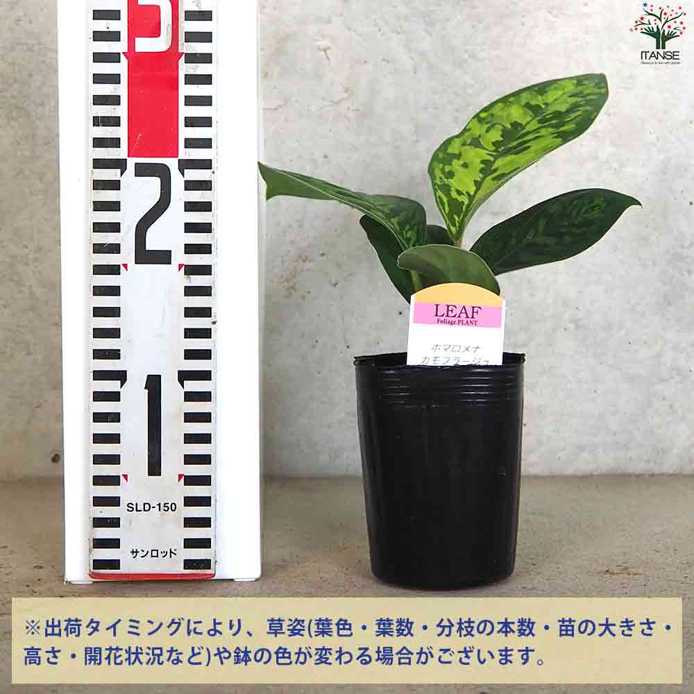 ホマロメナ カモフラージュ 【観葉植物 3号ポット】