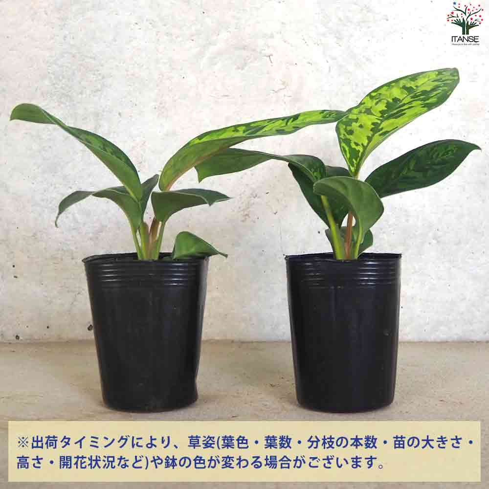 ホマロメナ カモフラージュ 【観葉植物 3号ポット】