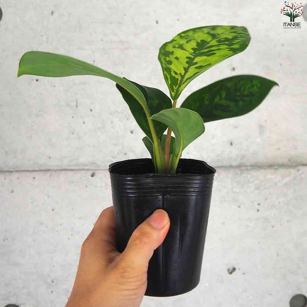 ホマロメナ カモフラージュ 【観葉植物 3号ポット】