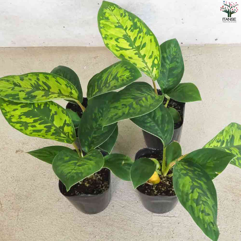 ホマロメナ カモフラージュ 【観葉植物 3号ポット】