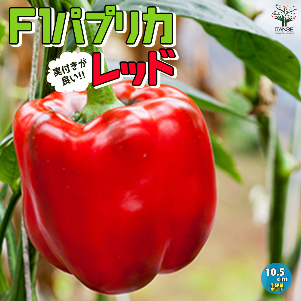 F1パプリカの苗 レッド 実付きが良い2個～【野菜の苗 10.5cmポット 自根苗】