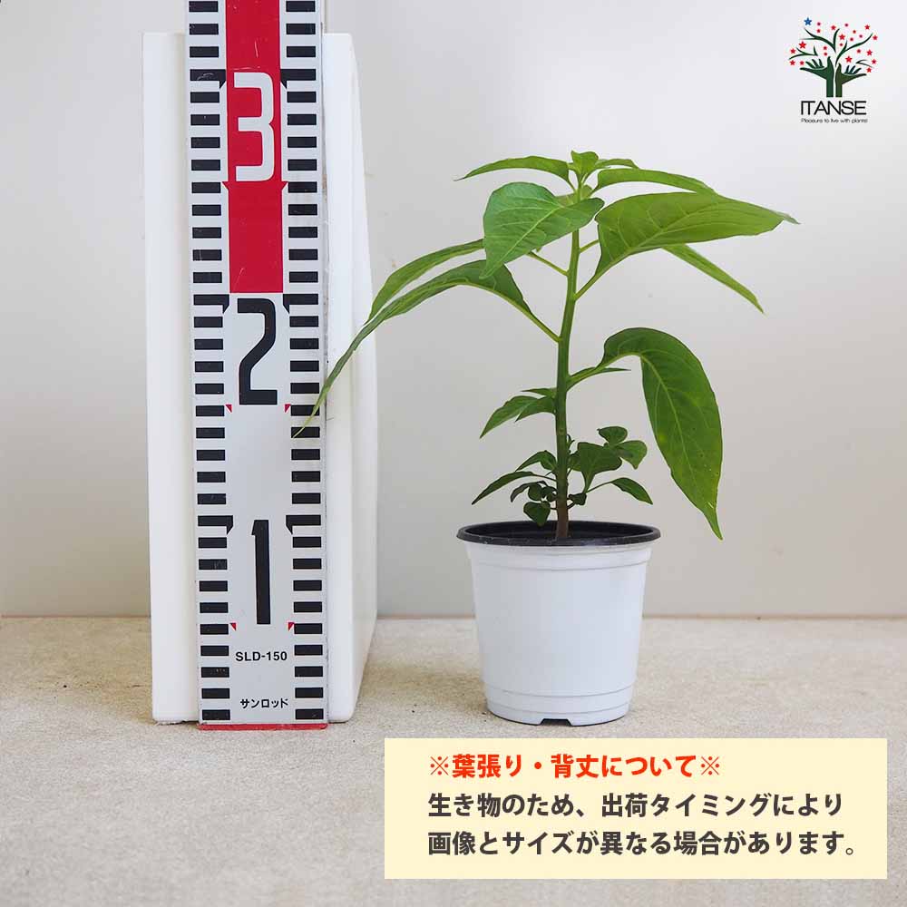 F1パプリカの苗 レッド 実付きが良い2個～【野菜の苗 10.5cmポット 自根苗】