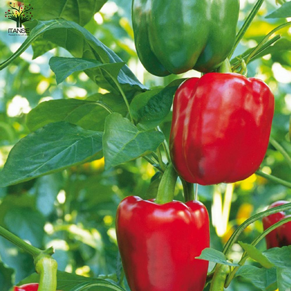 F1パプリカの苗 レッド 実付きが良い2個～【野菜の苗 10.5cmポット 自根苗】