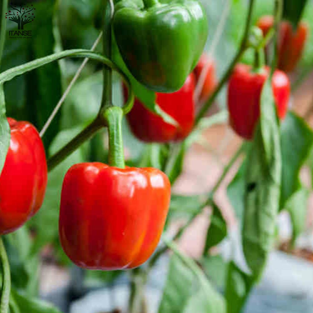 F1パプリカの苗 レッド 実付きが良い2個～【野菜の苗 10.5cmポット 自根苗】