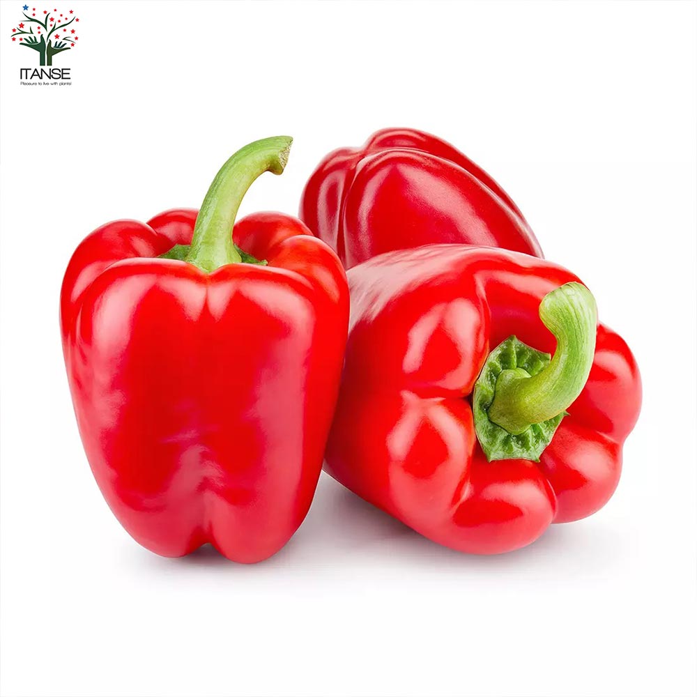 F1パプリカの苗 レッド 実付きが良い2個～【野菜の苗 10.5cmポット 自根苗】