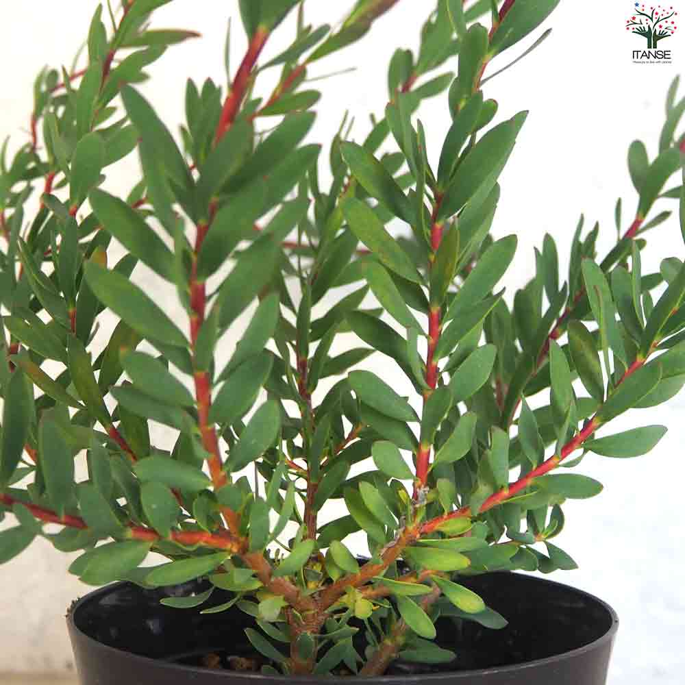 リューカデンドロン ベビーブーケット 【花苗 5号鉢／1個売り