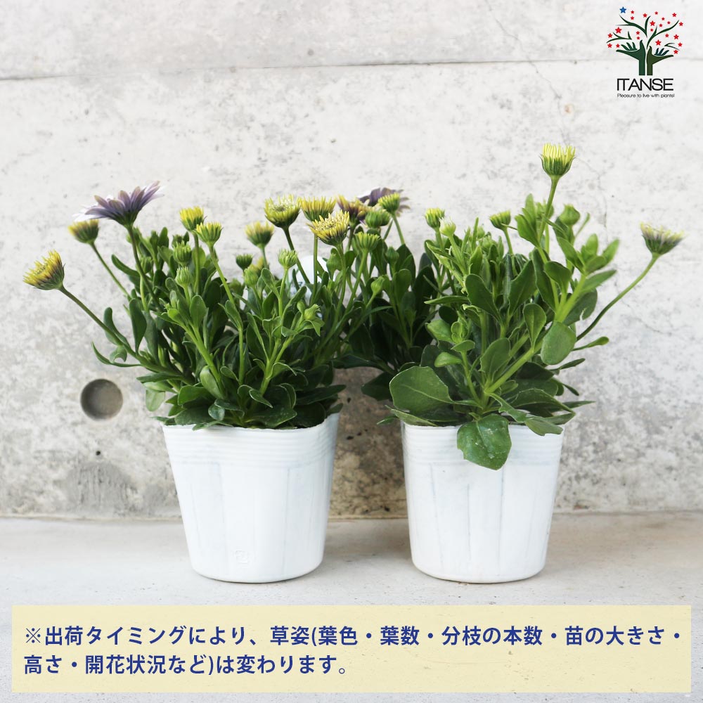 オステオスペルマム 3Dバイオレットアイス【花苗 3.5号鉢