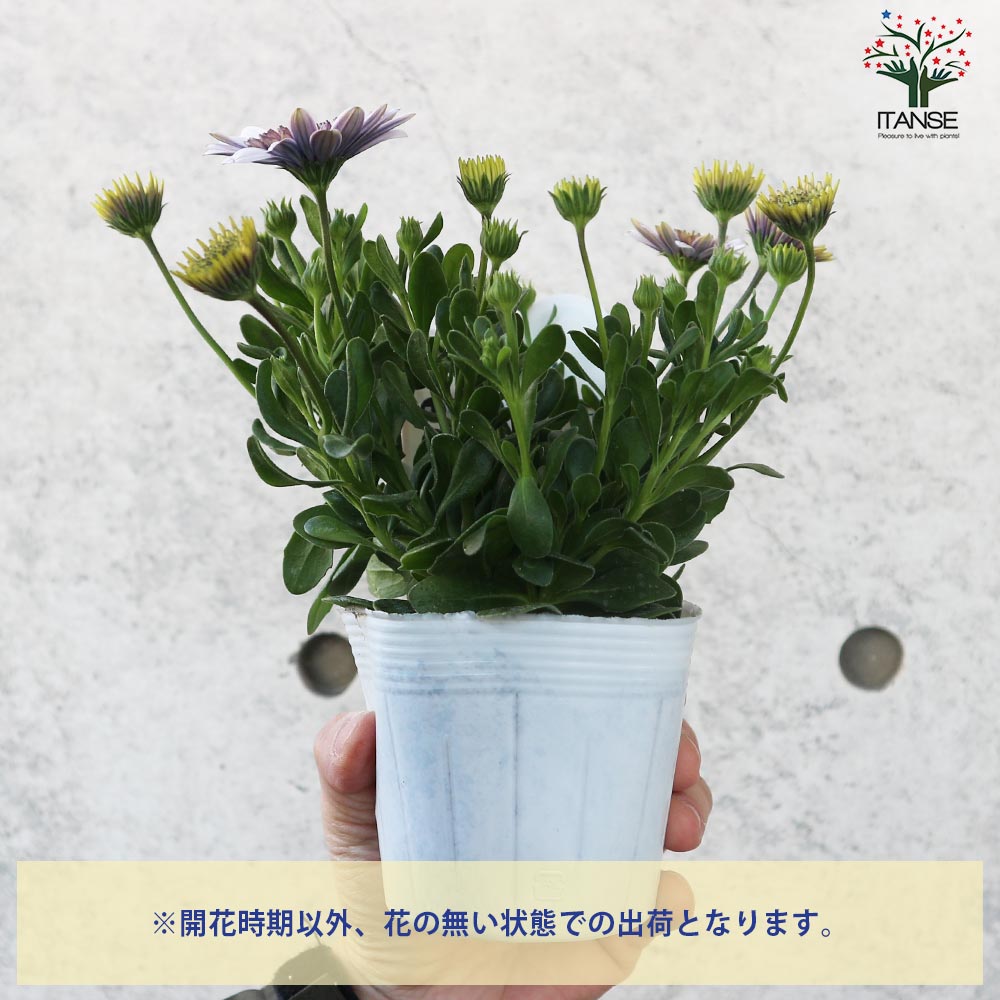 オステオスペルマム 3Dバイオレットアイス【花苗 3.5号鉢】｜ 【植物の 