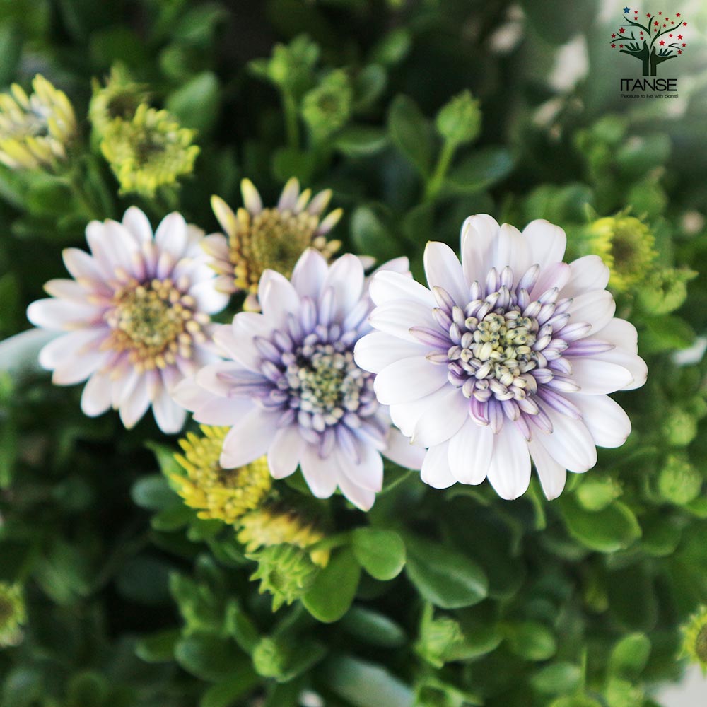 オステオスペルマム 3Dバイオレットアイス【花苗 3.5号鉢