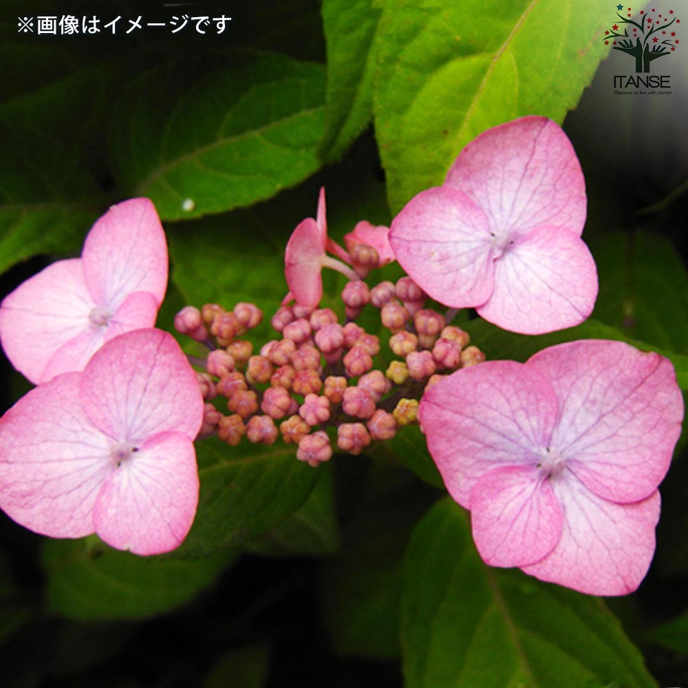 山アジサイの苗 品種：日高新錦(ヒダカシンニシキ)【花苗 3号ポット