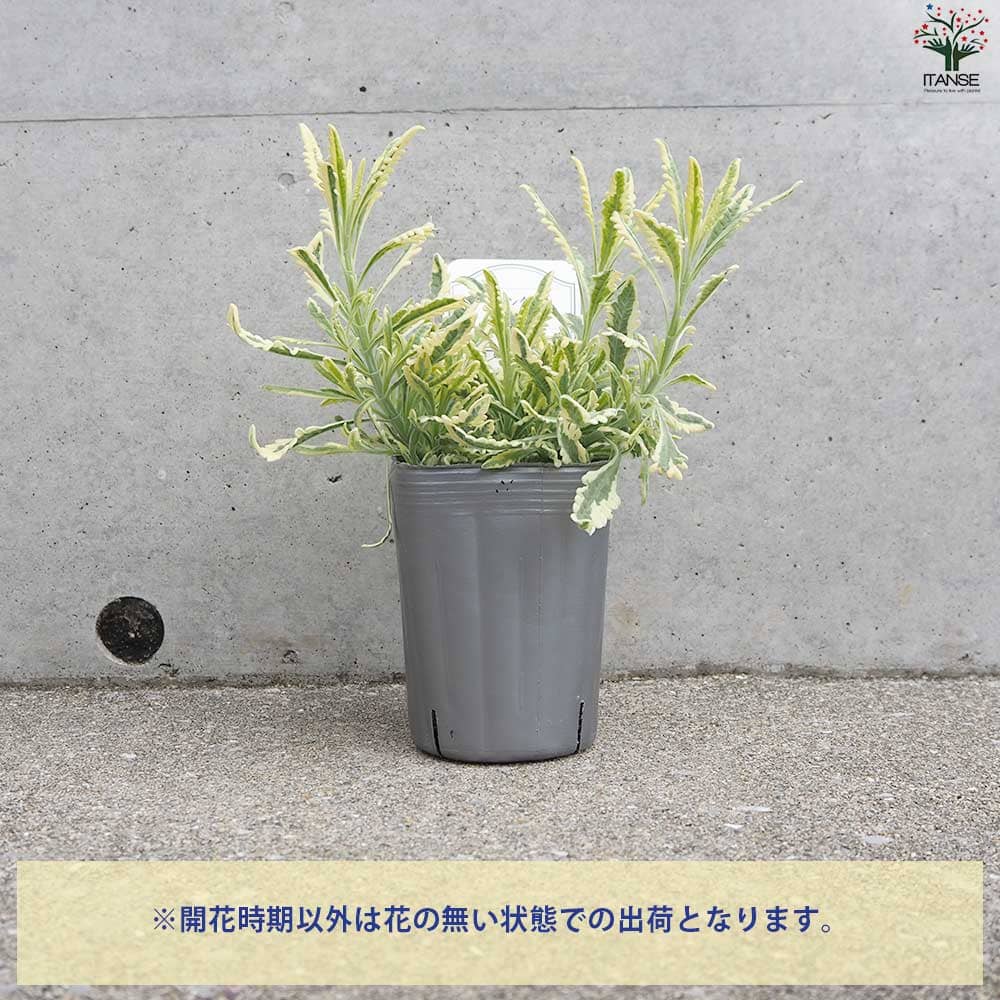 ラベンダー メルロー2個～【ハーブの苗 3号ポット】｜ 【植物の