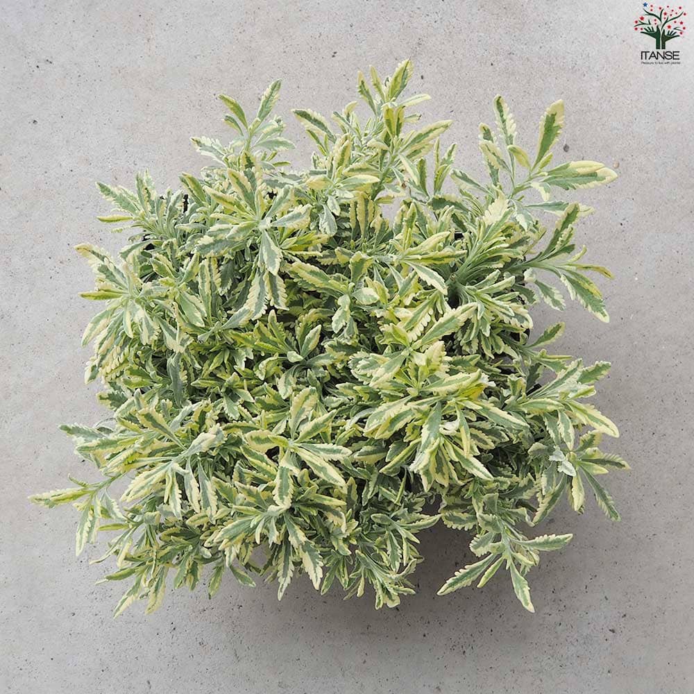 ラベンダー メルロー2個～【ハーブの苗 3号ポット】｜ 【植物の