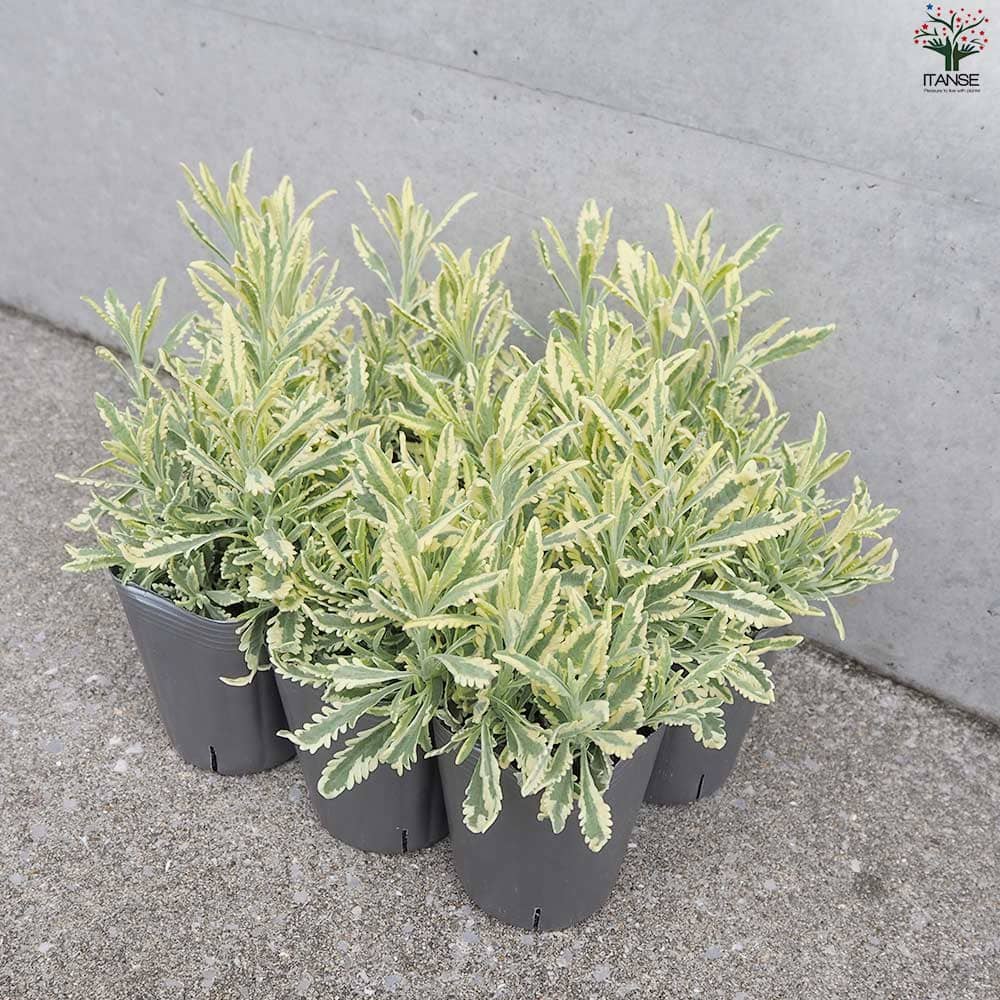 ラベンダー メルロー2個～【ハーブの苗 3号ポット】｜ 【植物の