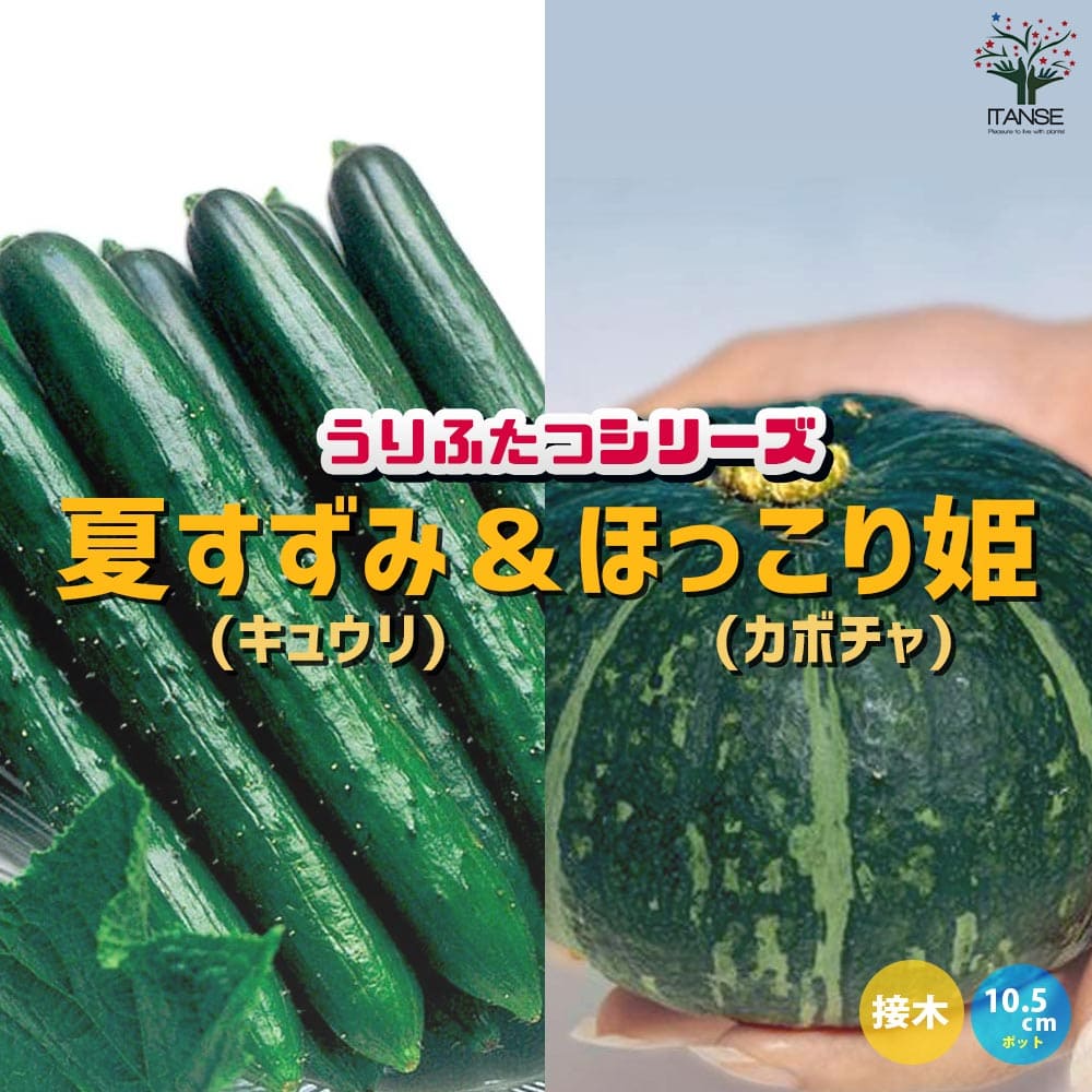 うりふたつシリーズ 夏すずみ(キュウリ)&ほっこり姫(ミニカボチャ)2個~【野菜の苗 10.5cmポット 接木苗】