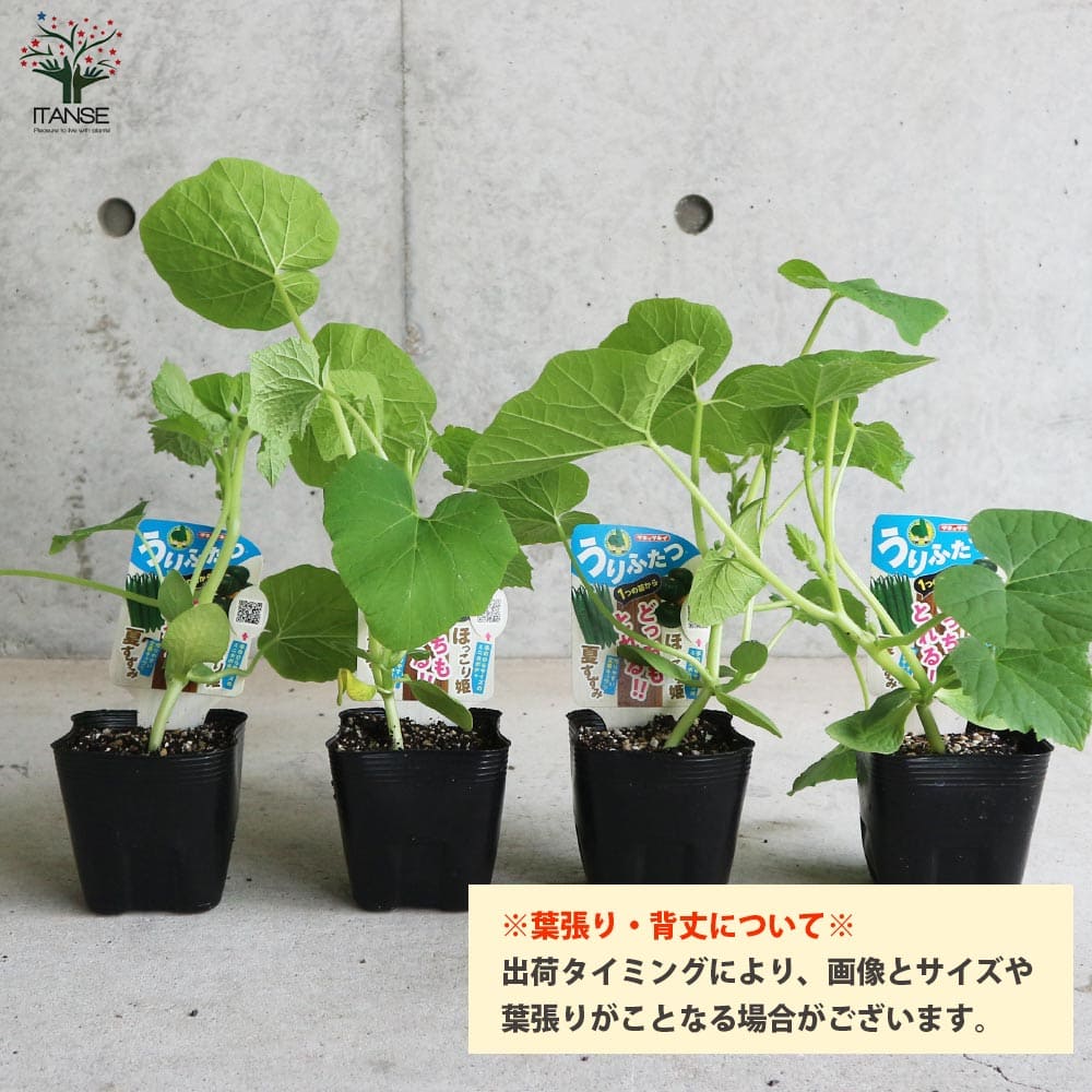 うりふたつシリーズ 夏すずみ(キュウリ)&ほっこり姫(ミニカボチャ)2個~【野菜の苗 10.5cmポット 接木苗】