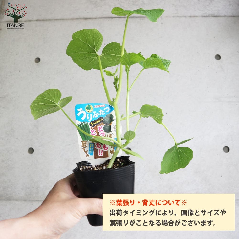 うりふたつシリーズ 夏すずみ(キュウリ)&ほっこり姫(ミニカボチャ)2個~【野菜の苗 10.5cmポット 接木苗】