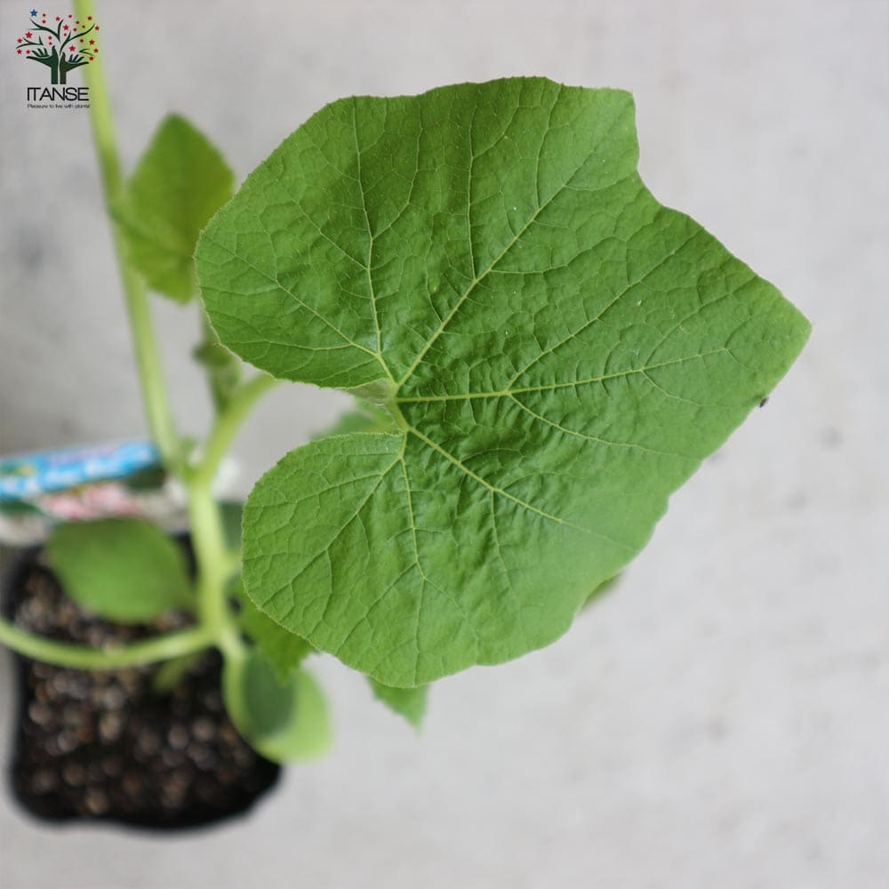 うりふたつシリーズ 夏すずみ(キュウリ)&ほっこり姫(ミニカボチャ)2個~【野菜の苗 10.5cmポット 接木苗】