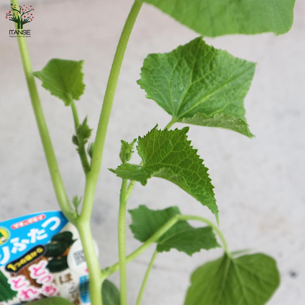 うりふたつシリーズ 夏すずみ(キュウリ)&ほっこり姫(ミニカボチャ)2個~【野菜の苗 10.5cmポット 接木苗】