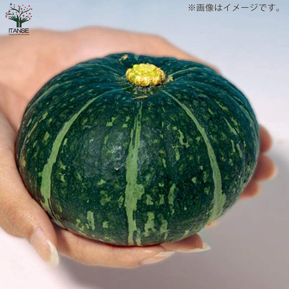 うりふたつシリーズ 夏すずみ(キュウリ)&ほっこり姫(ミニカボチャ)2個~【野菜の苗 10.5cmポット 接木苗】