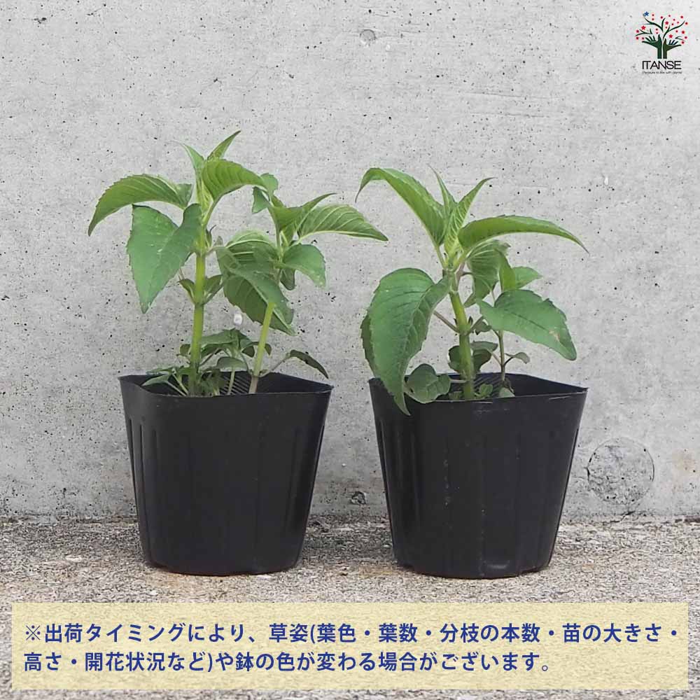 ベルガモット サーモンピンク 2個～【ハーブの苗 3号ポット】｜ 【植物