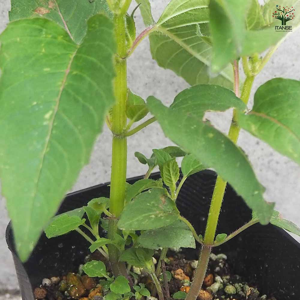 ベルガモット サーモンピンク 2個～【ハーブの苗 3号ポット】｜ 【植物