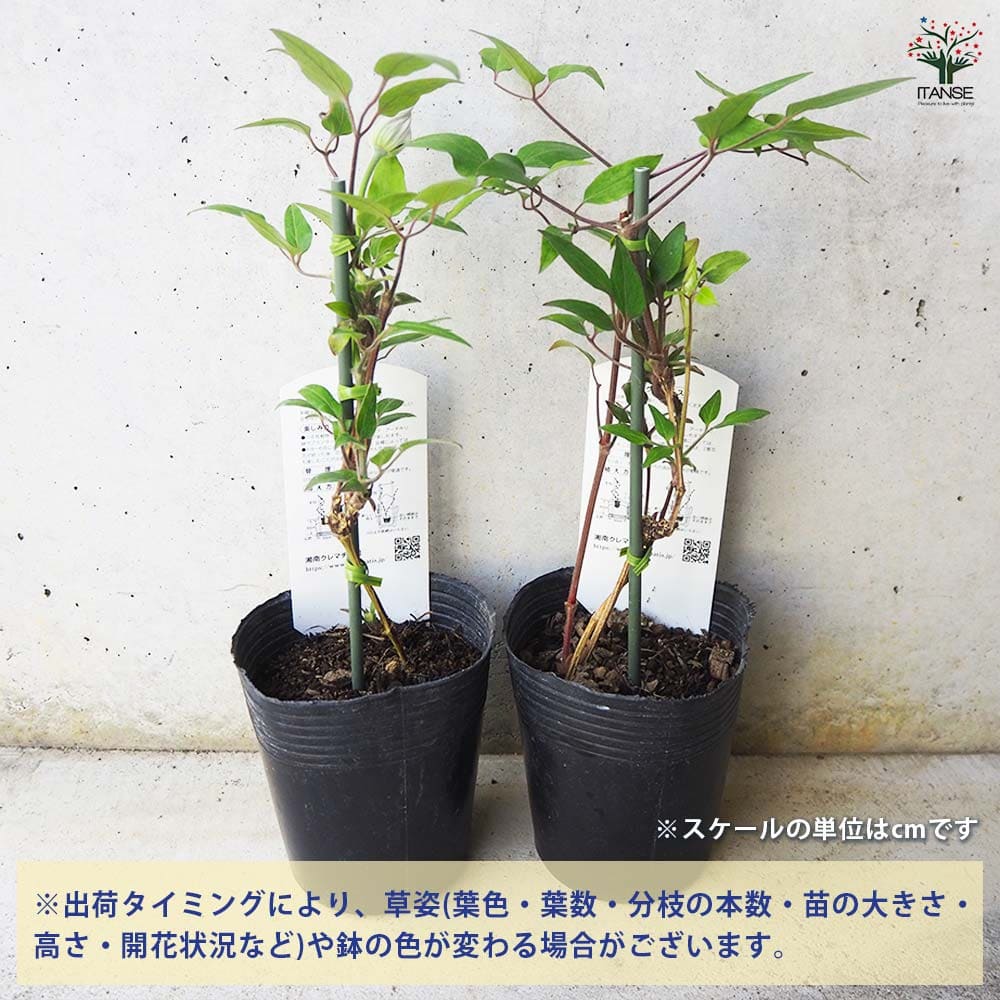 クレマチス ザ・プレジデント 【花木苗 3.5号ポット／1個売り
