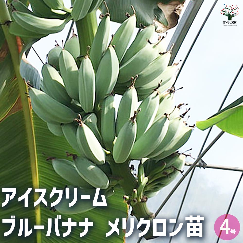 バナナの苗 アイスクリーム ブルーバナナ メリクロン苗 【果樹の苗木 4号ポット／1個売り】