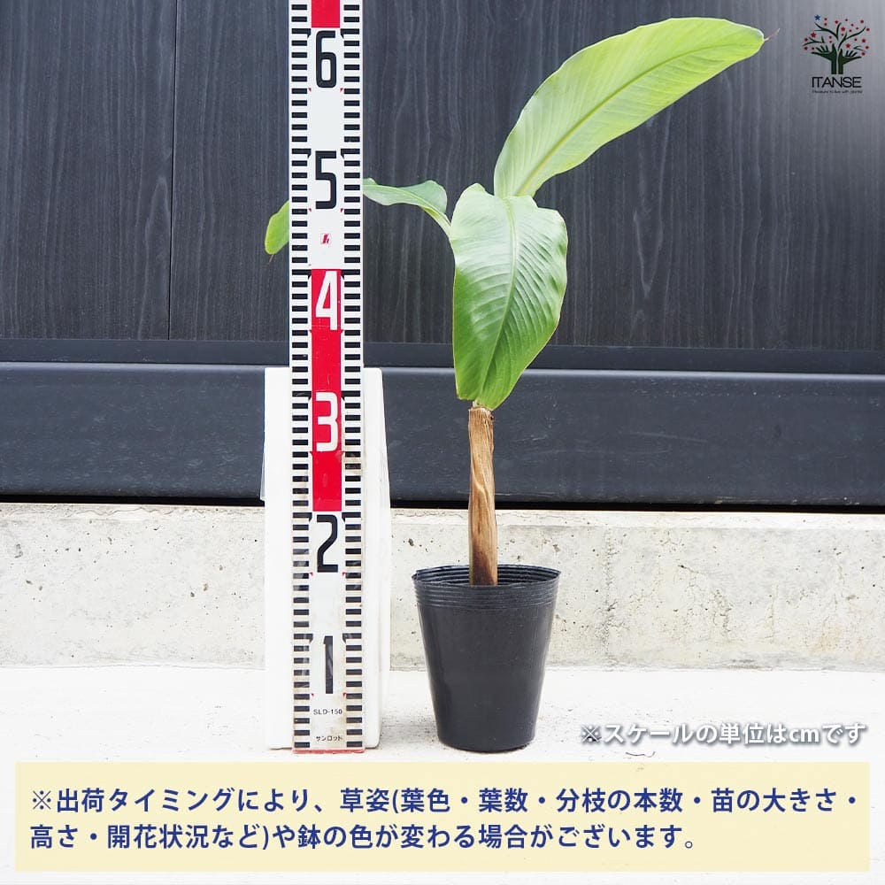 バナナの苗 アイスクリーム ブルーバナナ メリクロン苗 【果樹の苗木 4号ポット／1個売り】