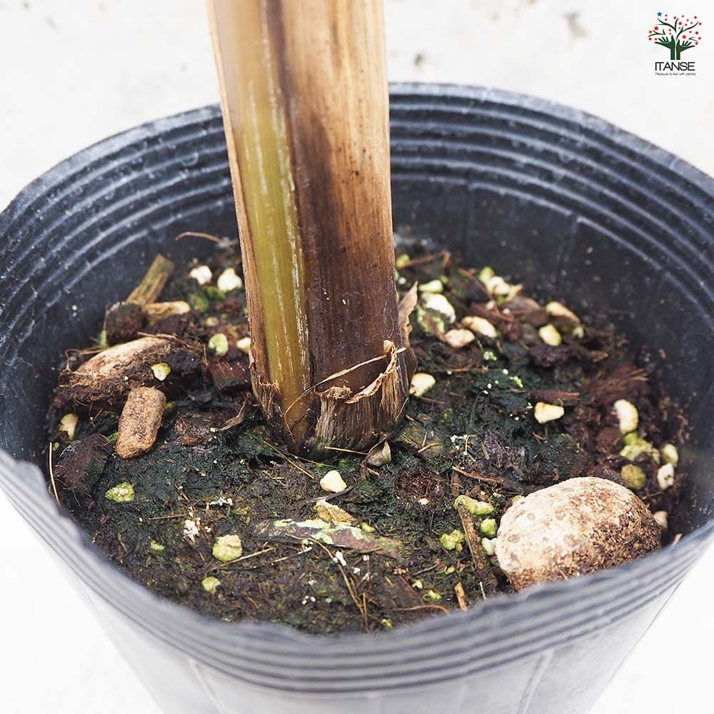 バナナの苗 アイスクリーム ブルーバナナ メリクロン苗 【果樹の苗木 4号ポット／1個売り】