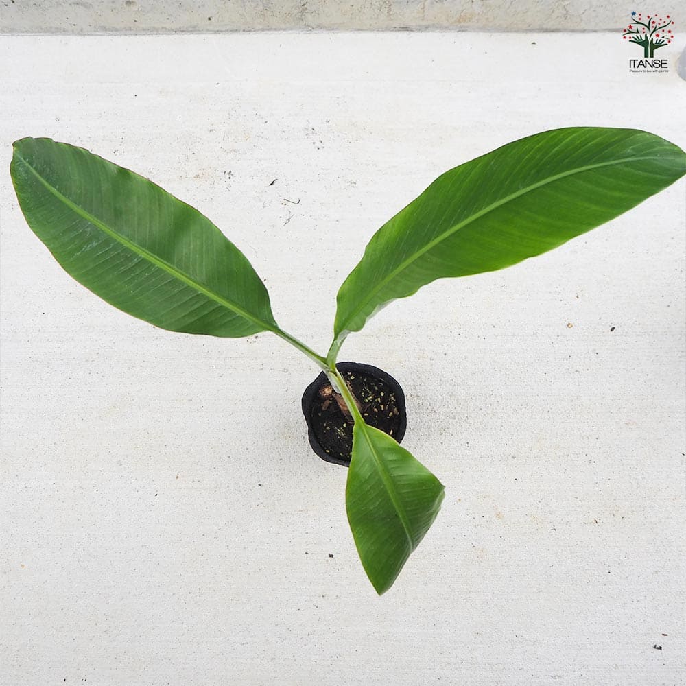 バナナの苗 アイスクリーム ブルーバナナ メリクロン苗 【果樹の苗木 4号ポット／1個売り】