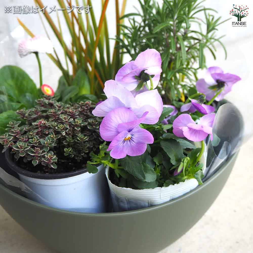 ギャザリン ボウル グリーン 【資材 Sサイズ 季節の花苗＆カラーリーフ