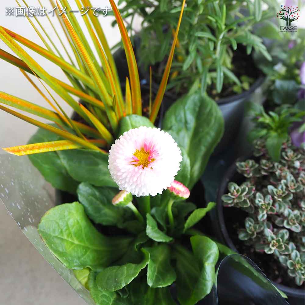 ギャザリン ボウル グリーン 【資材 Sサイズ 季節の花苗＆カラーリーフ寄せ植え風 投げ込みCセット】
