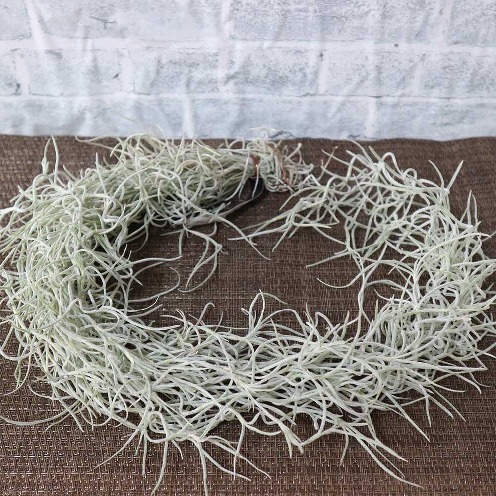 エアープランツ チランジア ウスネオイデス Lサイズ【1個】｜ 【植物の