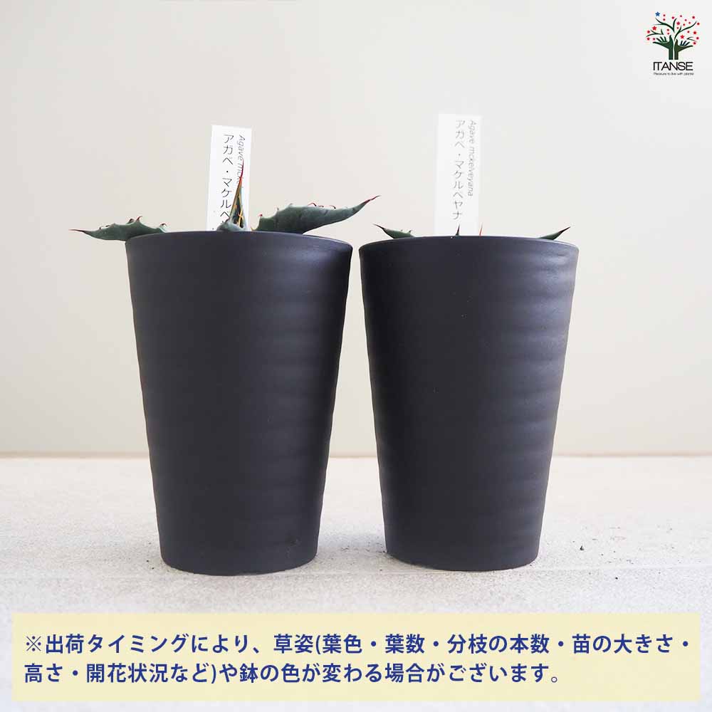 アガベ マケルベヤナ 【多肉植物 3.5号／1個売り】｜ 【植物の