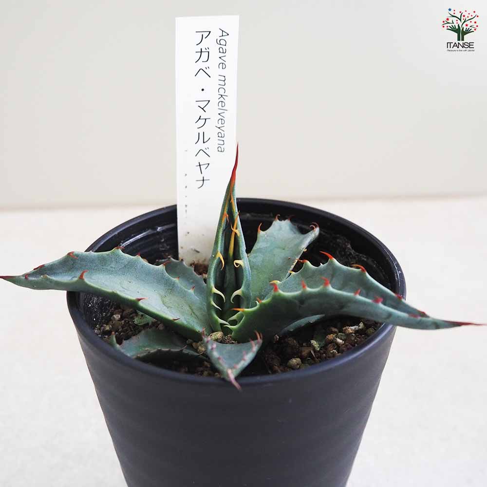 アガベ マケルベヤナ 【多肉植物 3.5号／1個売り】｜ 【植物の