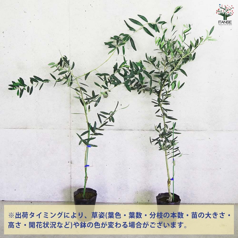 大実オリーブ ジャンボカラマタ 【果樹の苗木 5号／1個売り】｜ 【植物