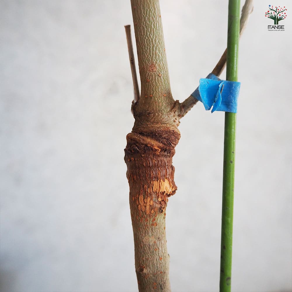 大実オリーブ ジャンボカラマタ 【果樹の苗木 5号／1個売り】｜ 【植物