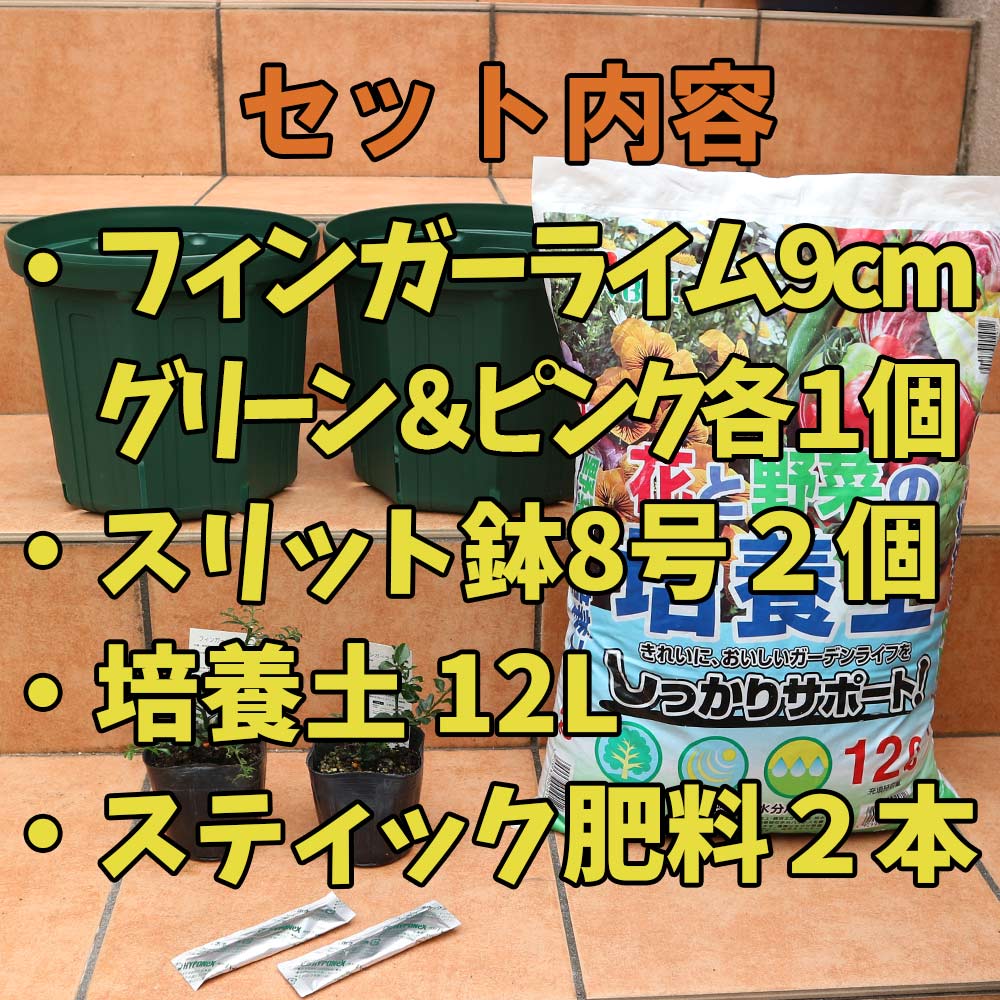 人気のフィンガーライム9cm グリーン＆ピンク各1個と資材のお買い得セット【果樹苗 2年生 挿し木苗 9cmポット＆資材セット】