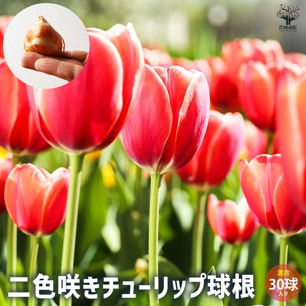 二色咲きチューリップ 混合