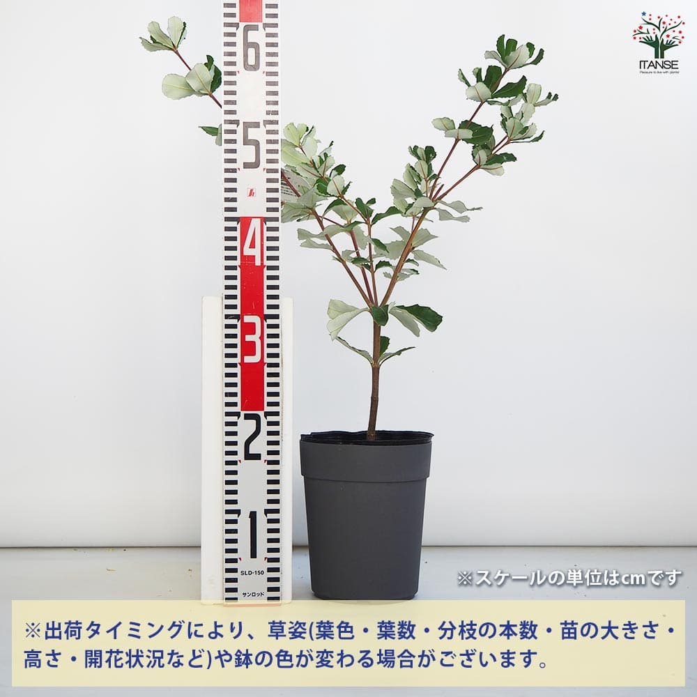 バンクシア インテグリフォリア 【花木苗 5号/1個売り】