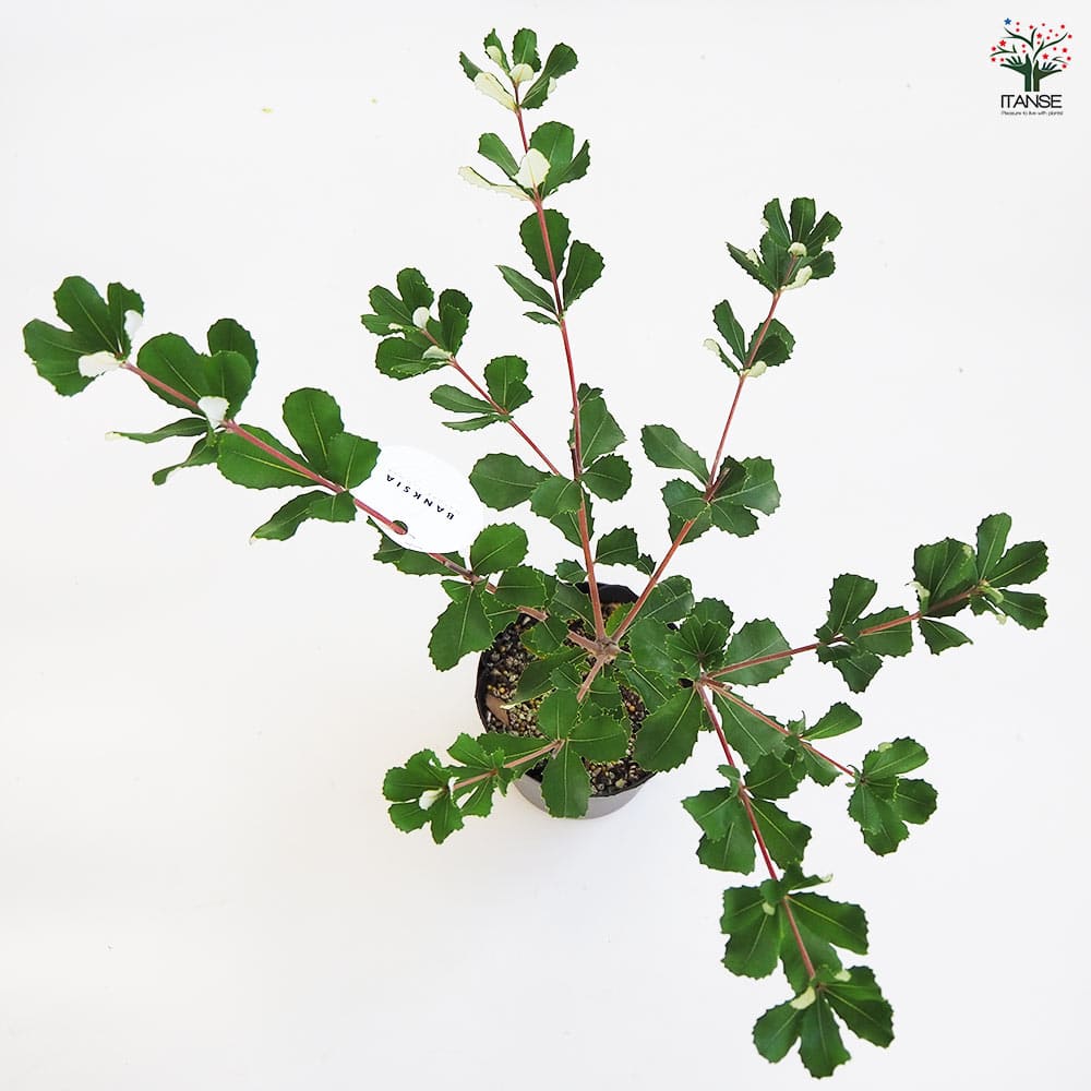 バンクシア インテグリフォリア 【花木苗 5号/1個売り】