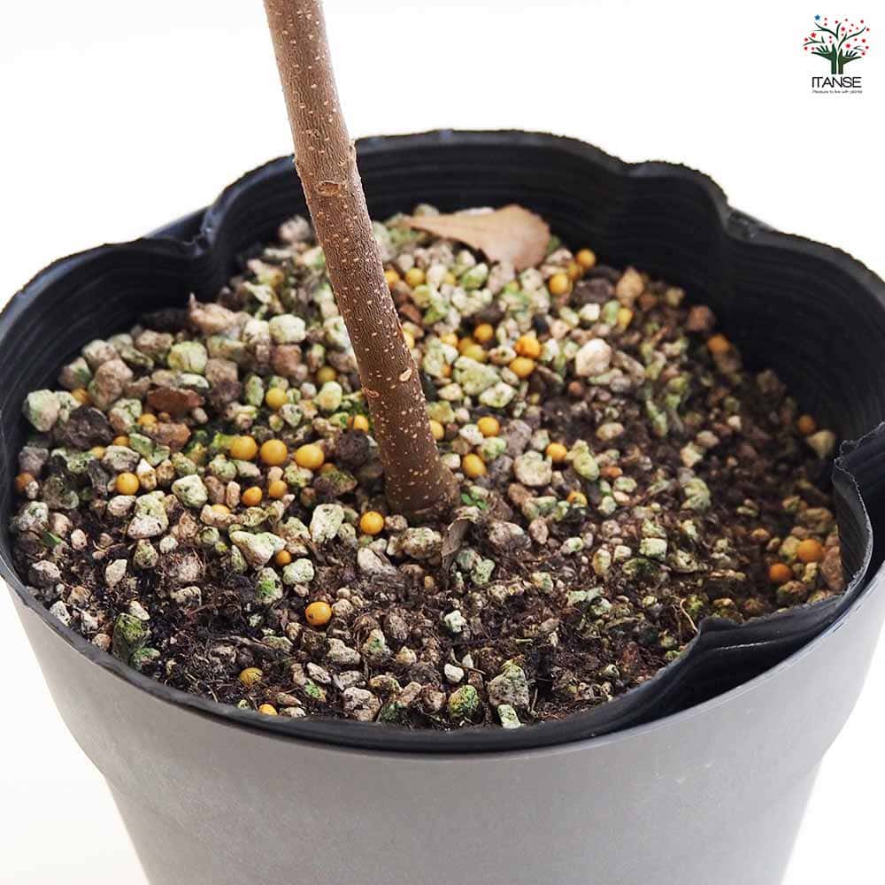 バンクシア インテグリフォリア 【花木苗 5号/1個売り】