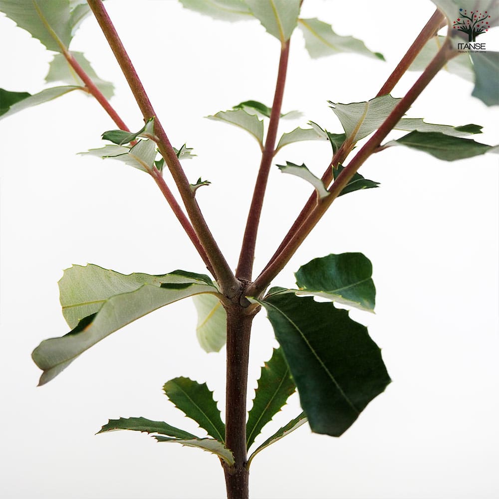 バンクシア インテグリフォリア 【花木苗 5号/1個売り】