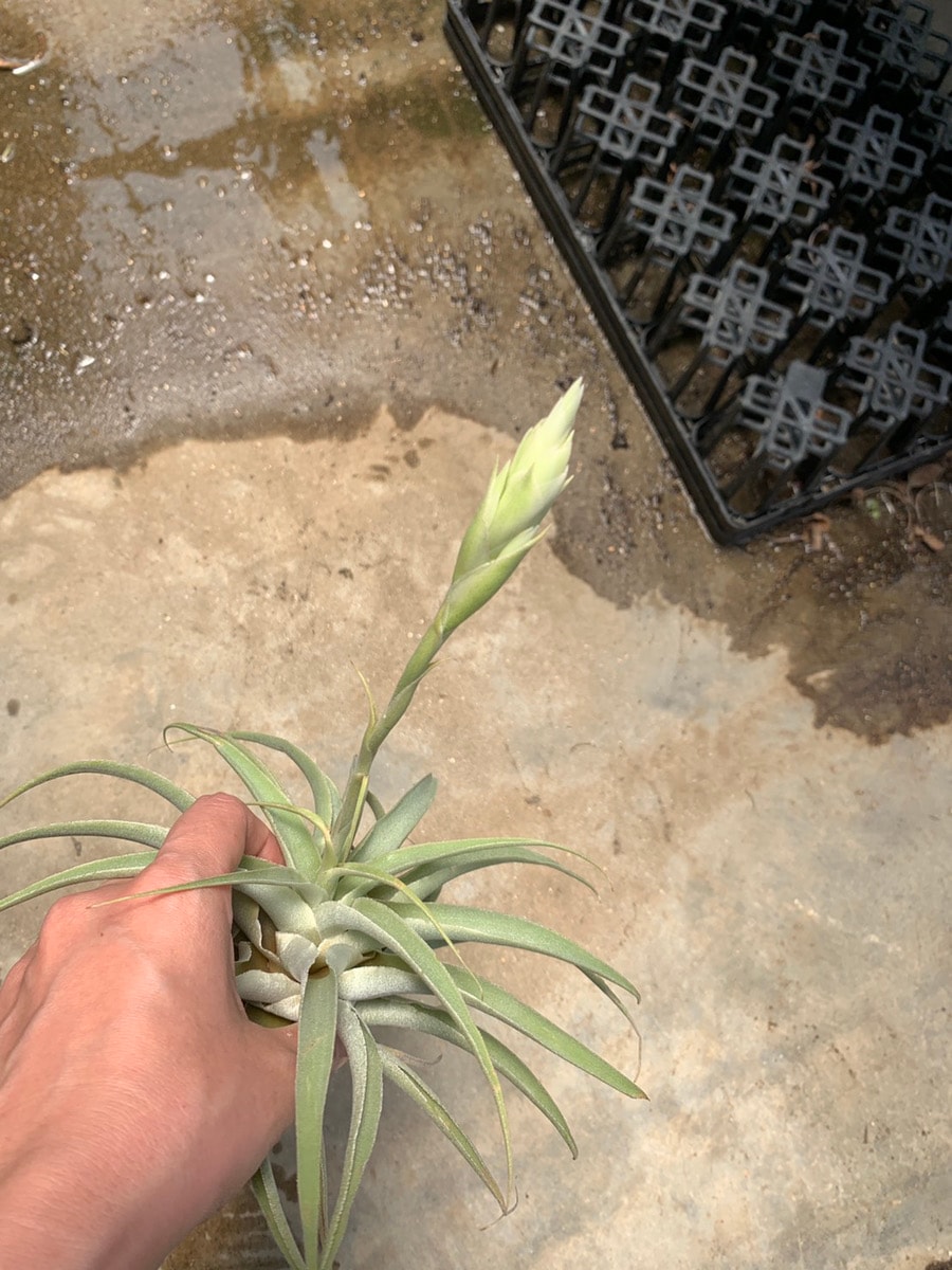 カクティコラ・アルバ エアープランツ チランジア【エアプランツ L